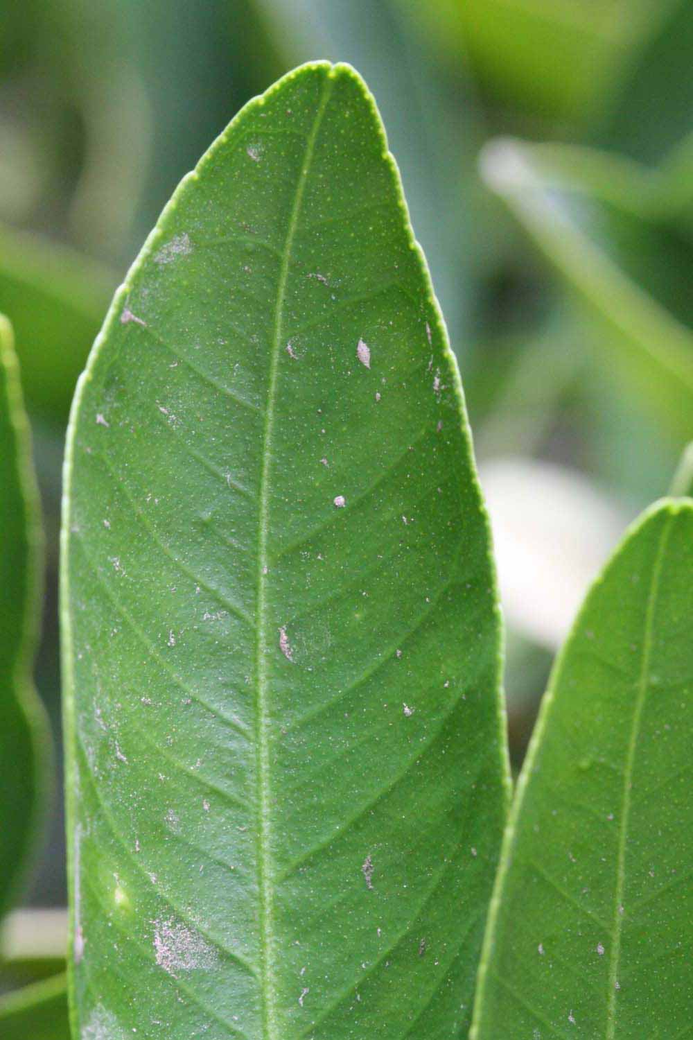              Margin (Riverside, CA)       